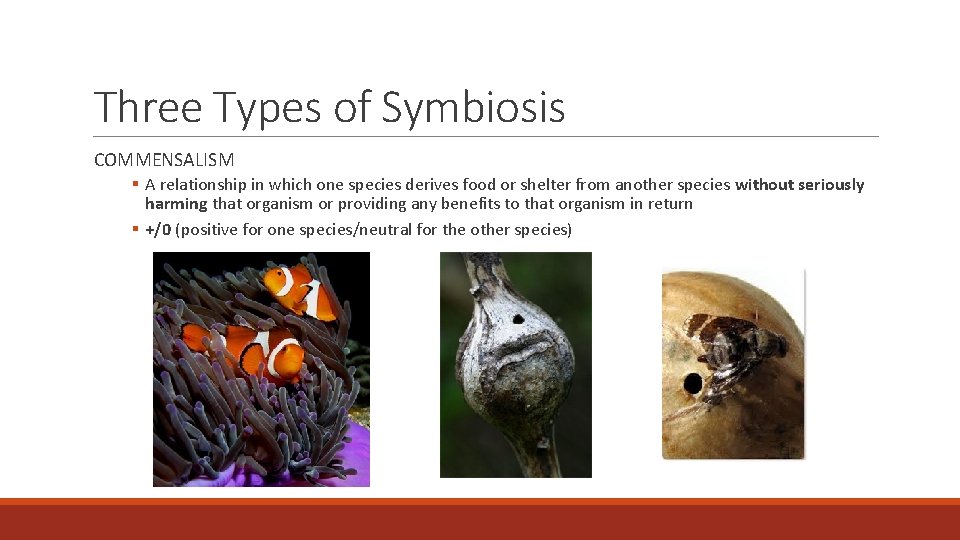 Three Types of Symbiosis COMMENSALISM § A relationship in which one species derives food