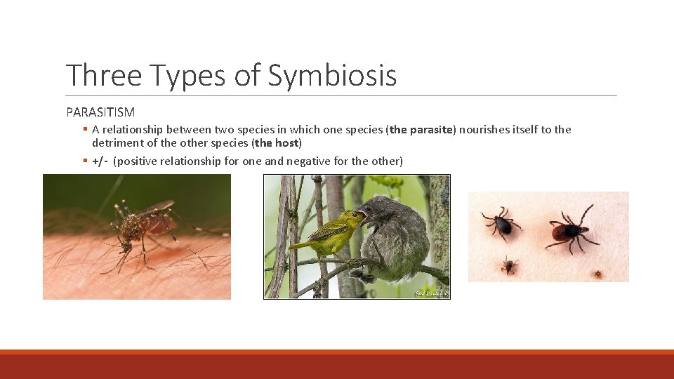Three Types of Symbiosis PARASITISM § A relationship between two species in which one