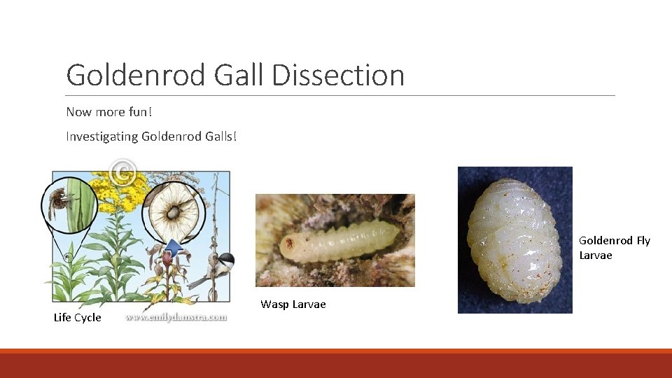 Goldenrod Gall Dissection Now more fun! Investigating Goldenrod Galls! Goldenrod Fly Larvae Life Cycle