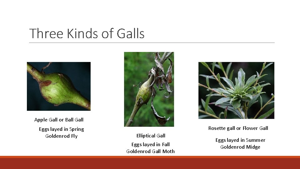 Three Kinds of Galls Apple Gall or Ball Gall Eggs layed in Spring Goldenrod