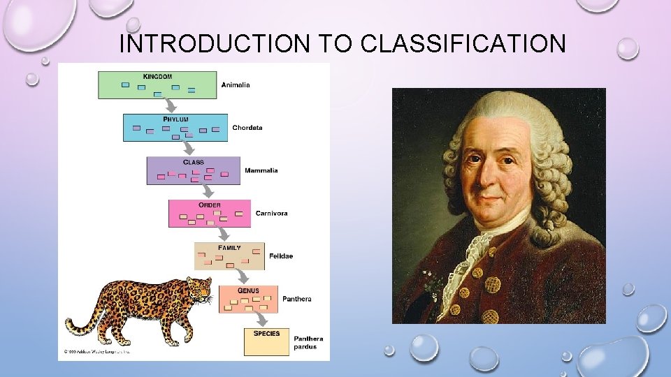 INTRODUCTION TO CLASSIFICATION 