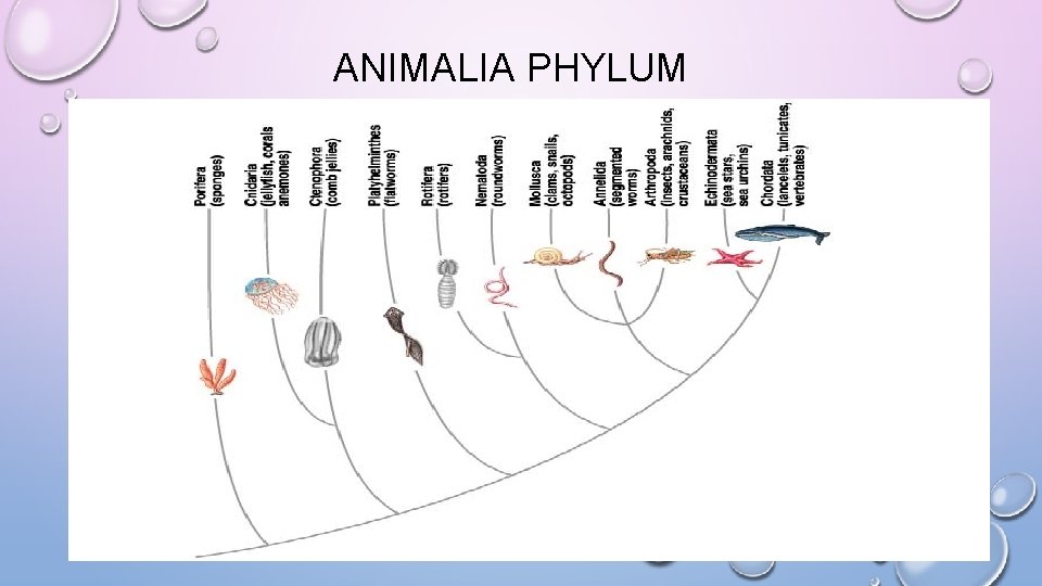 ANIMALIA PHYLUM 