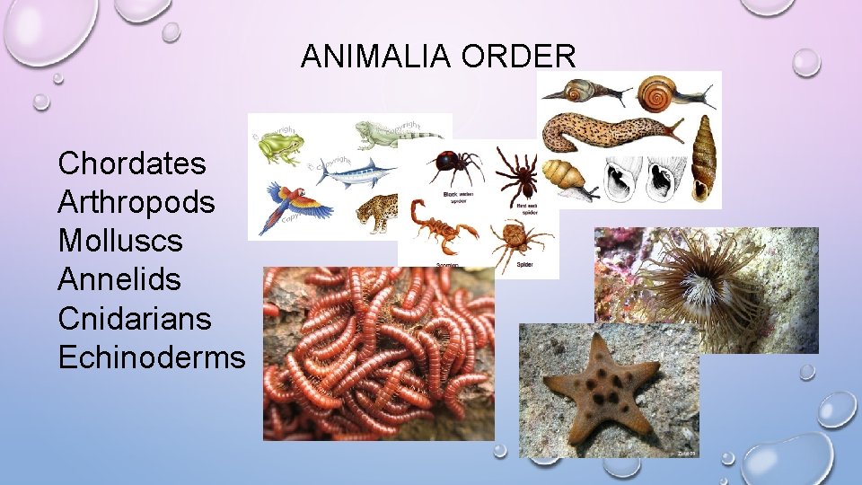 ANIMALIA ORDER Chordates Arthropods Molluscs Annelids Cnidarians Echinoderms 