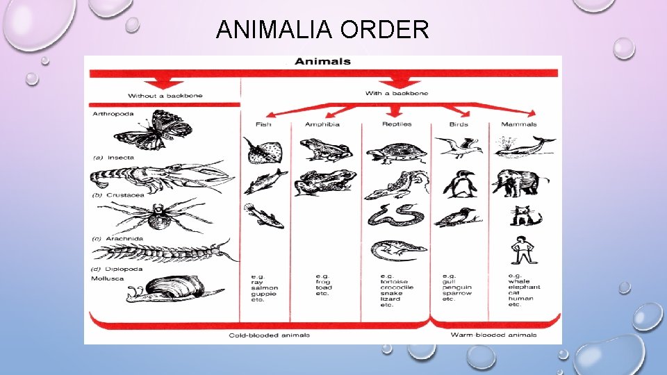 ANIMALIA ORDER 