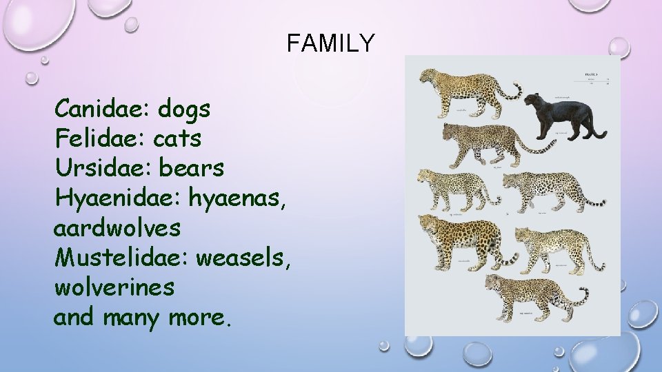 FAMILY Canidae: dogs Felidae: cats Ursidae: bears Hyaenidae: hyaenas, aardwolves Mustelidae: weasels, wolverines and