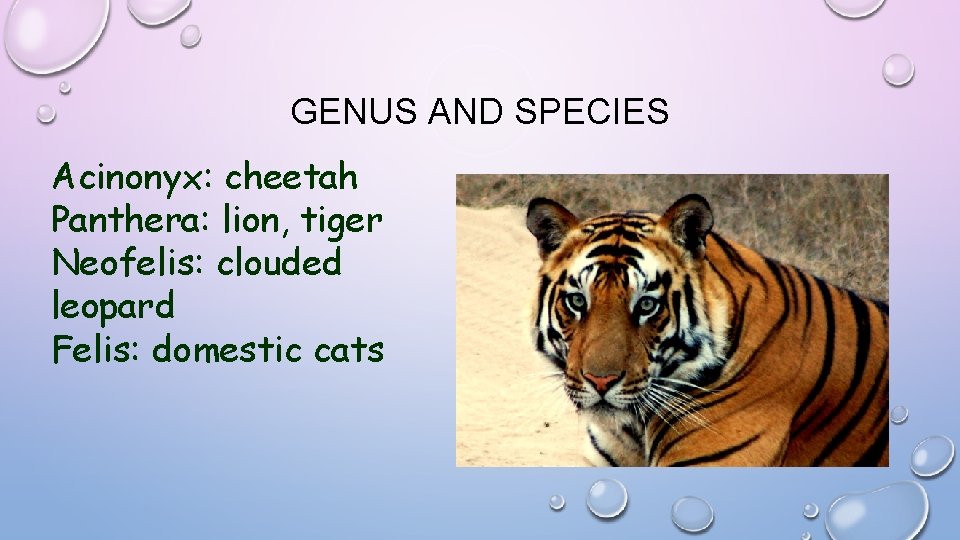 GENUS AND SPECIES Acinonyx: cheetah Panthera: lion, tiger Neofelis: clouded leopard Felis: domestic cats