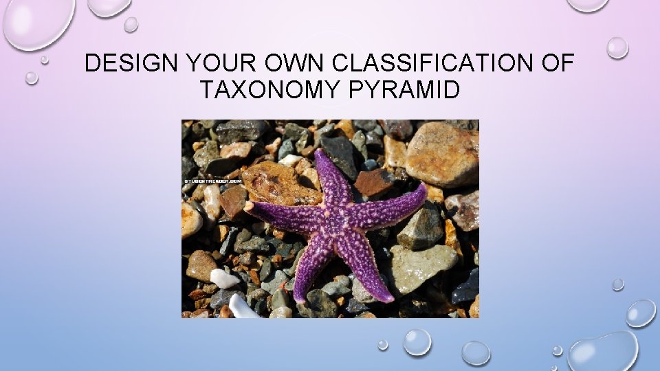 DESIGN YOUR OWN CLASSIFICATION OF TAXONOMY PYRAMID 