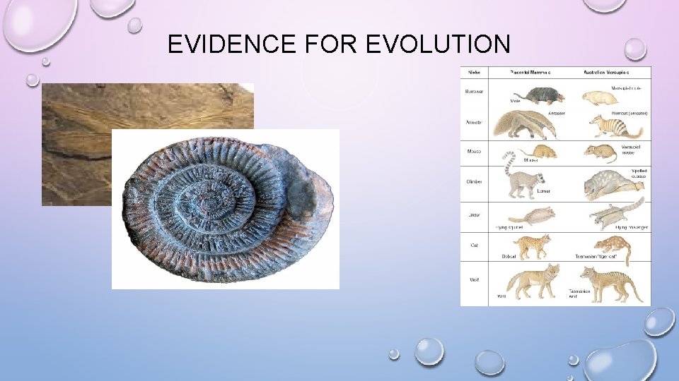 EVIDENCE FOR EVOLUTION 