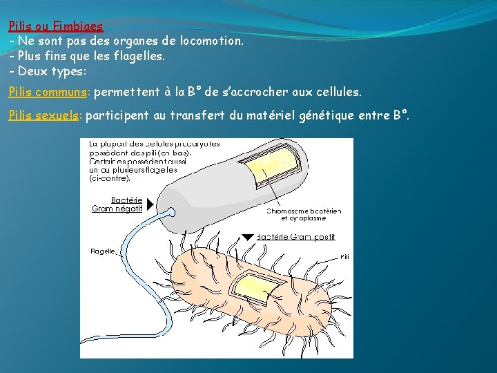 Pilis ou Fimbiaes - Ne sont pas des organes de locomotion. - Plus fins