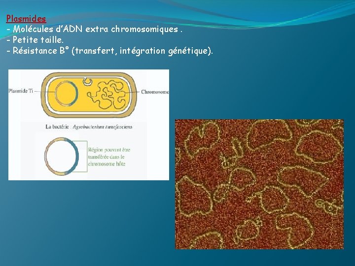 Plasmides - Molécules d’ADN extra chromosomiques. - Petite taille. - Résistance B° (transfert, intégration