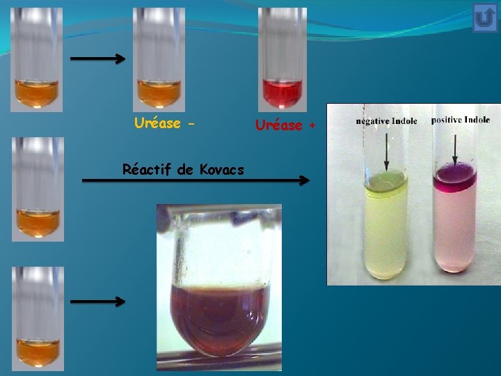 Uréase Réactif de Kovacs Uréase + 