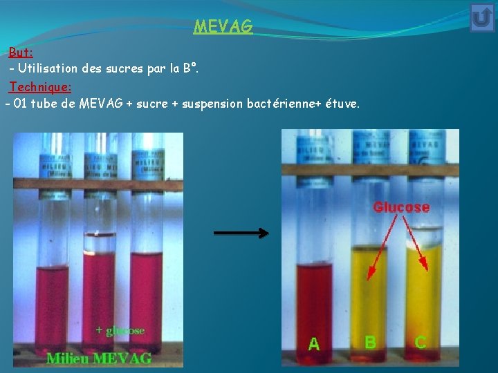 MEVAG But: - Utilisation des sucres par la B°. Technique: - 01 tube de