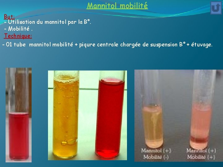 Mannitol mobilité But: - Utilisation du mannitol par la B°. - Mobilité. Technique: -