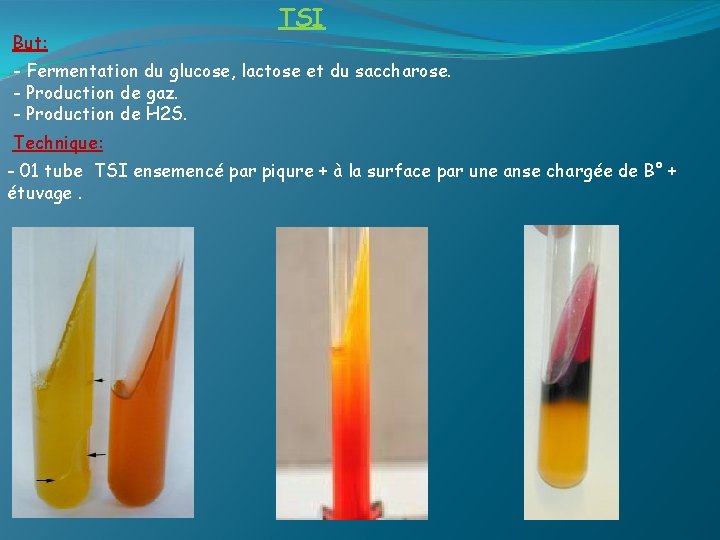 But: TSI - Fermentation du glucose, lactose et du saccharose. - Production de gaz.