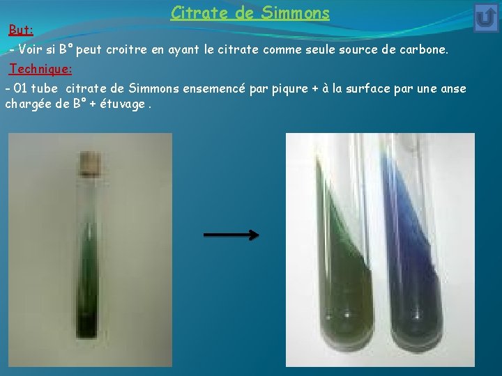 But: Citrate de Simmons - Voir si B° peut croitre en ayant le citrate