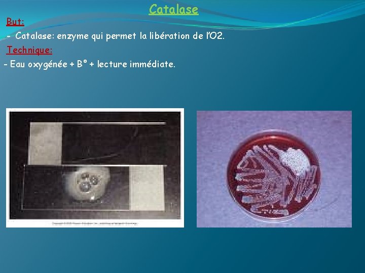 But: Catalase - Catalase: enzyme qui permet la libération de l’O 2. Technique: -
