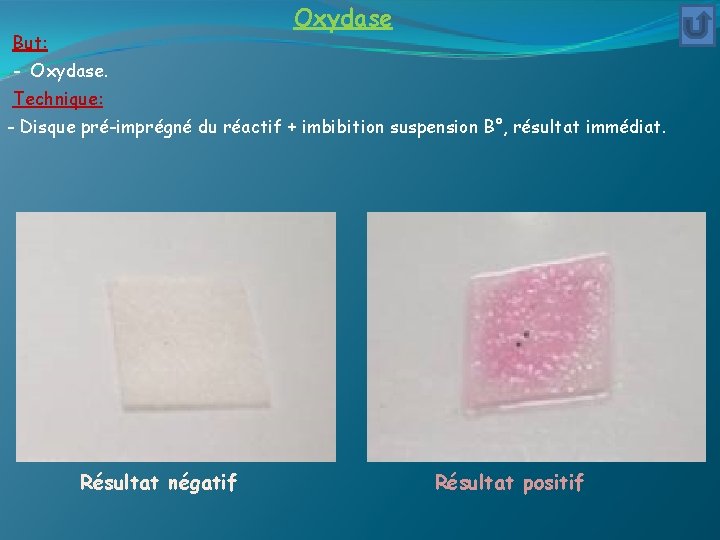 Oxydase But: - Oxydase. Technique: - Disque pré-imprégné du réactif + imbibition suspension B°,