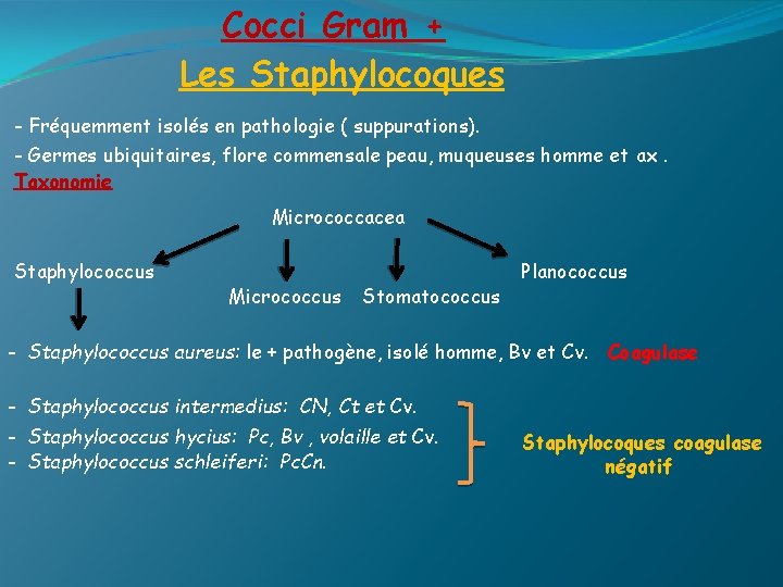 Cocci Gram + Les Staphylocoques - Fréquemment isolés en pathologie ( suppurations). - Germes