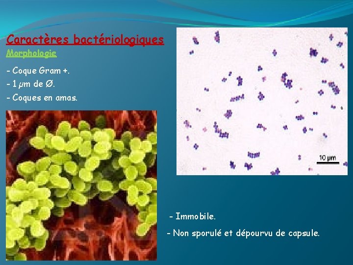 Caractères bactériologiques Morphologie - Coque Gram +. - 1 µm de Ø. - Coques