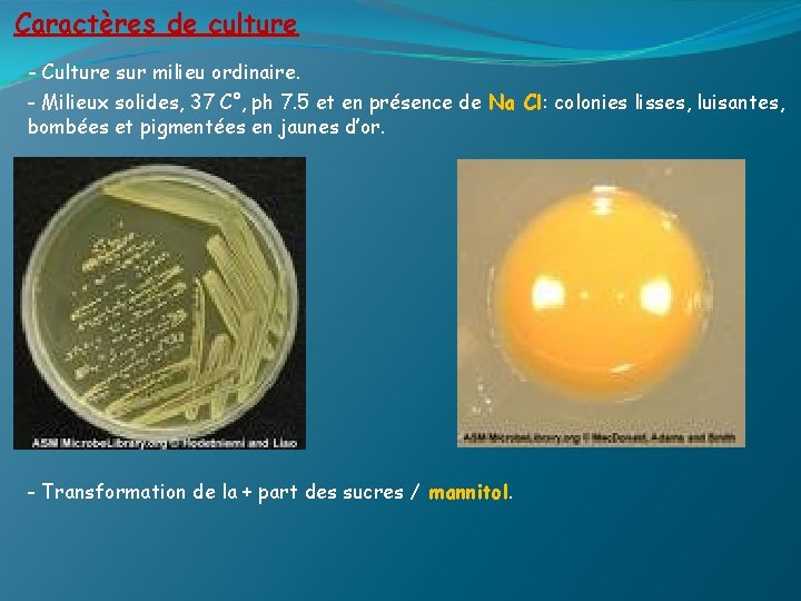 Caractères de culture - Culture sur milieu ordinaire. - Milieux solides, 37 C°, ph