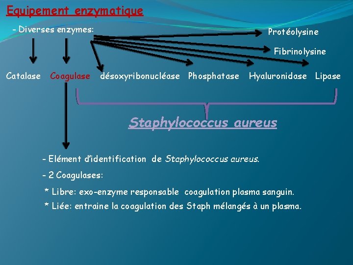 Equipement enzymatique - Diverses enzymes: Protéolysine Fibrinolysine Catalase Coagulase désoxyribonucléase Phosphatase Hyaluronidase Lipase Staphylococcus