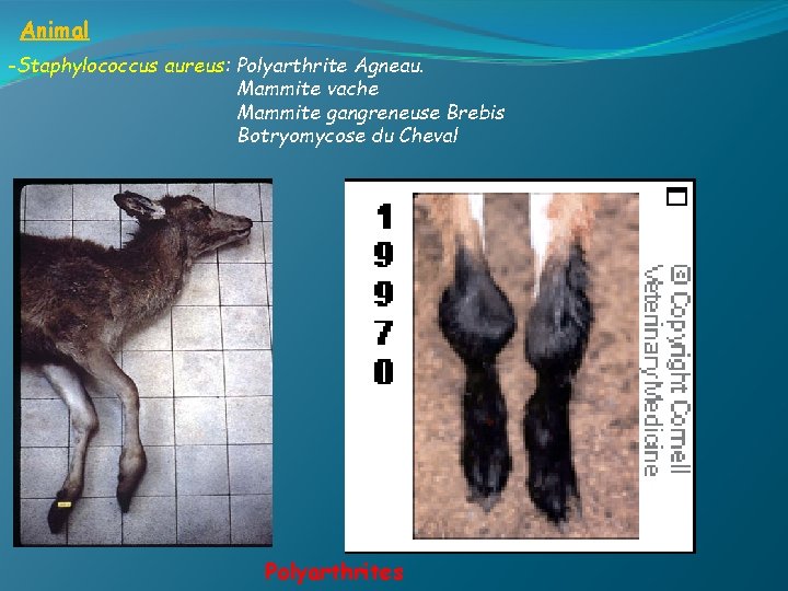 Animal -Staphylococcus aureus: Polyarthrite Agneau. Mammite vache Mammite gangreneuse Brebis Botryomycose du Cheval Polyarthrites