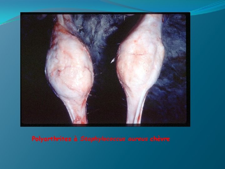 Polyarthrites à Staphylococcus aureus chèvre 