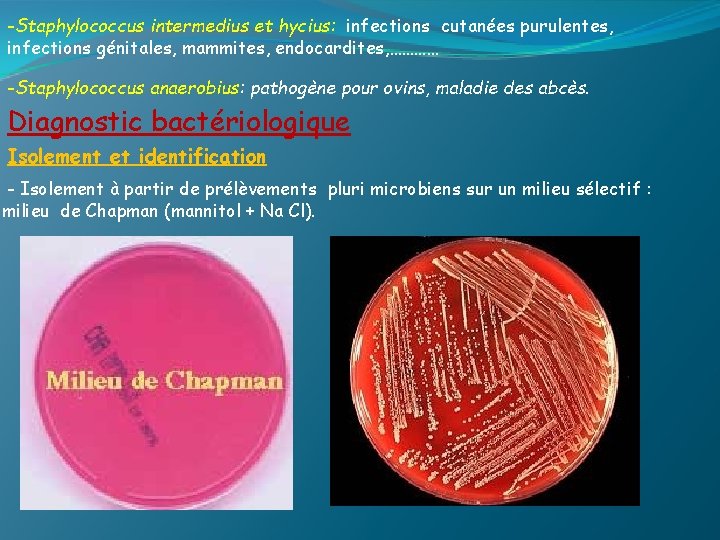 -Staphylococcus intermedius et hycius: infections cutanées purulentes, infections génitales, mammites, endocardites, ………… -Staphylococcus anaerobius: