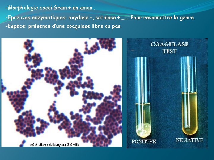 -Morphologie cocci Gram + en amas. -Epreuves enzymatiques: oxydase -, catalase +, …. .