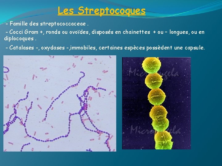 Les Streptocoques - Famille des streptococcaceae. - Cocci Gram +, ronds ou ovoïdes, disposés