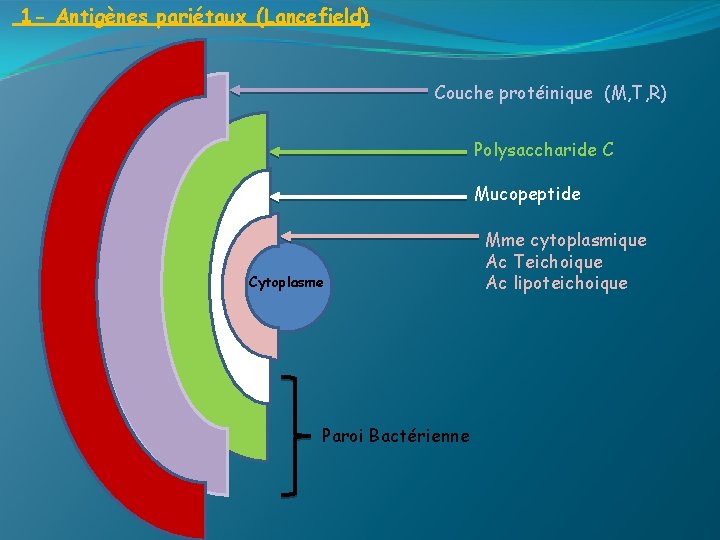 1 - Antigènes pariétaux (Lancefield) Couche protéinique (M, T, R) Polysaccharide C Mucopeptide Cytoplasme