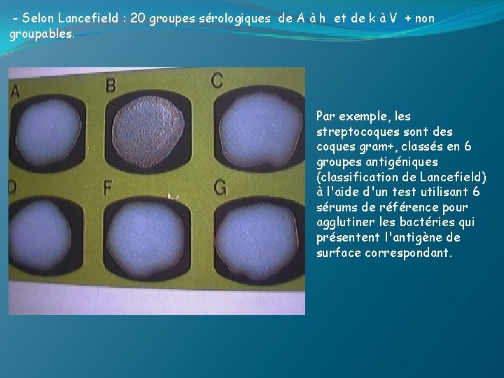 - Selon Lancefield : 20 groupes sérologiques de A à h et de k