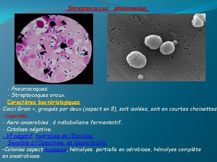 Streptococcus pneumoniae. - Pneumocoques. - Streptocoques oraux. Caractères bactériologiques - Cocci Gram +, groupés