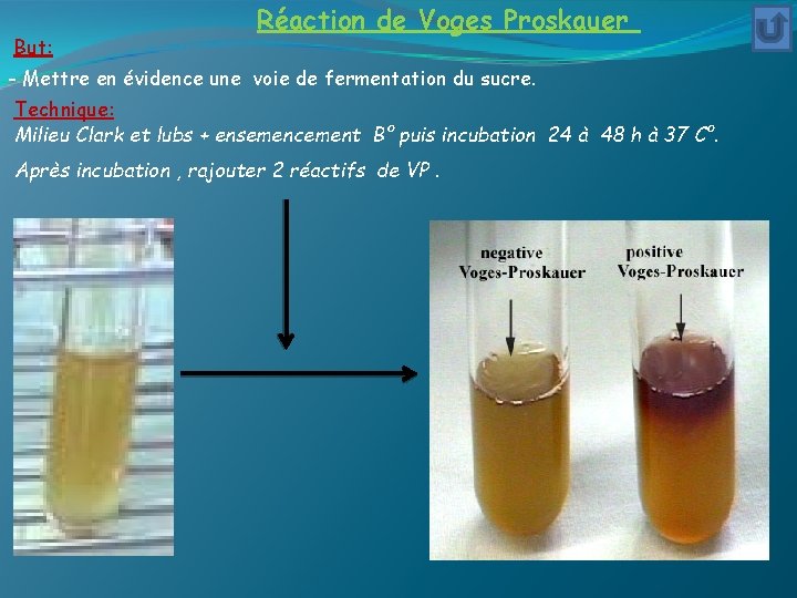 But: Réaction de Voges Proskauer - Mettre en évidence une voie de fermentation du