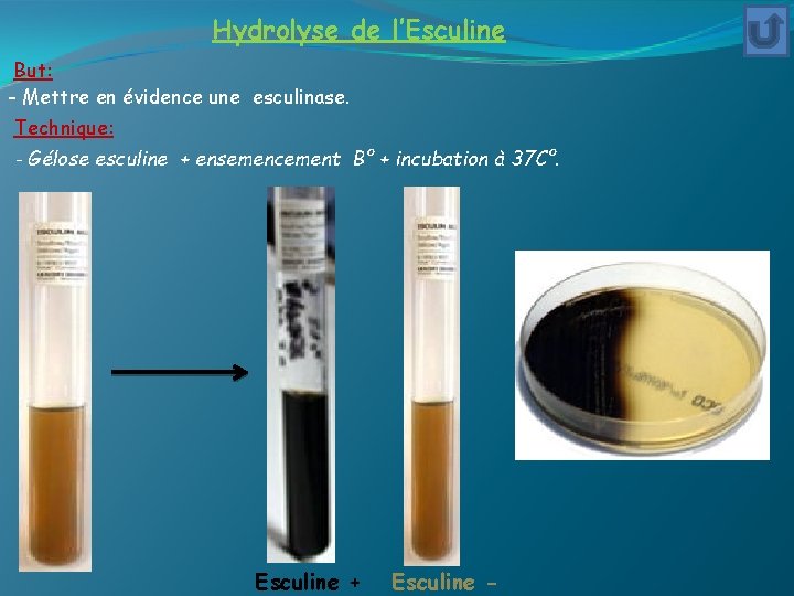 Hydrolyse de l’Esculine But: - Mettre en évidence une esculinase. Technique: - Gélose esculine