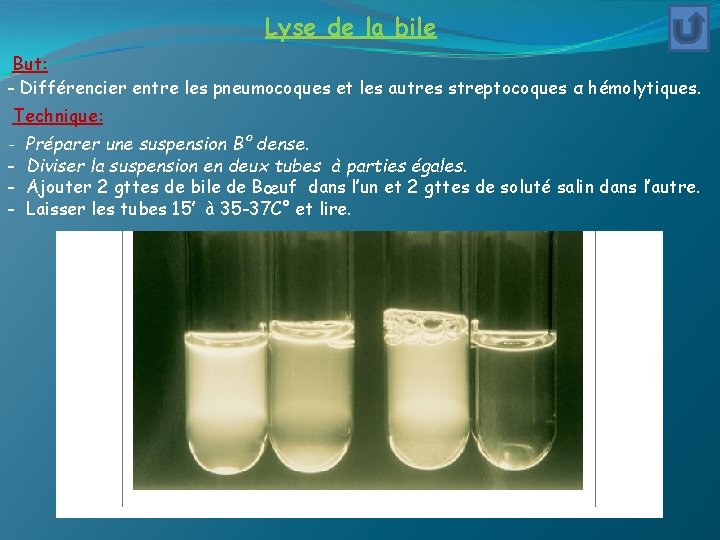 Lyse de la bile But: - Différencier entre les pneumocoques et les autres streptocoques