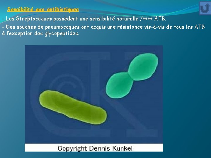 Sensibilité aux antibiotiques - Les Streptocoques possèdent une sensibilité naturelle /++++ ATB. - Des