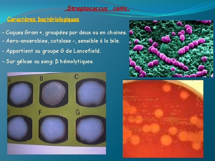 Streptococcus canis. Caractères bactériologiques - Coques Gram +, groupées par deux ou en chaines.