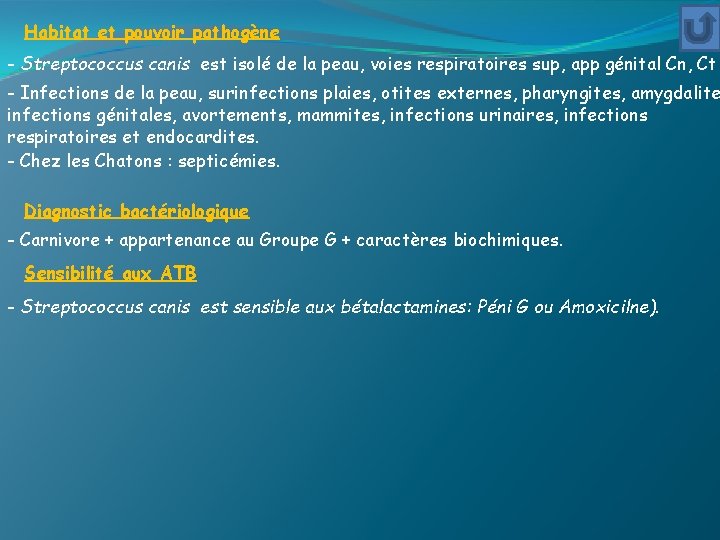 Habitat et pouvoir pathogène - Streptococcus canis est isolé de la peau, voies respiratoires