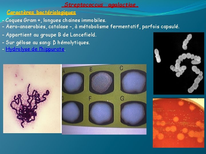 Streptococcus agalactiae. Caractères bactériologiques - Coques Gram +, longues chaines immobiles. - Aero-anaerobies, catalase