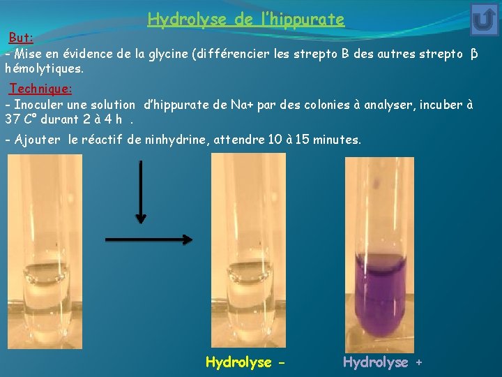 Hydrolyse de l’hippurate But: - Mise en évidence de la glycine (différencier les strepto