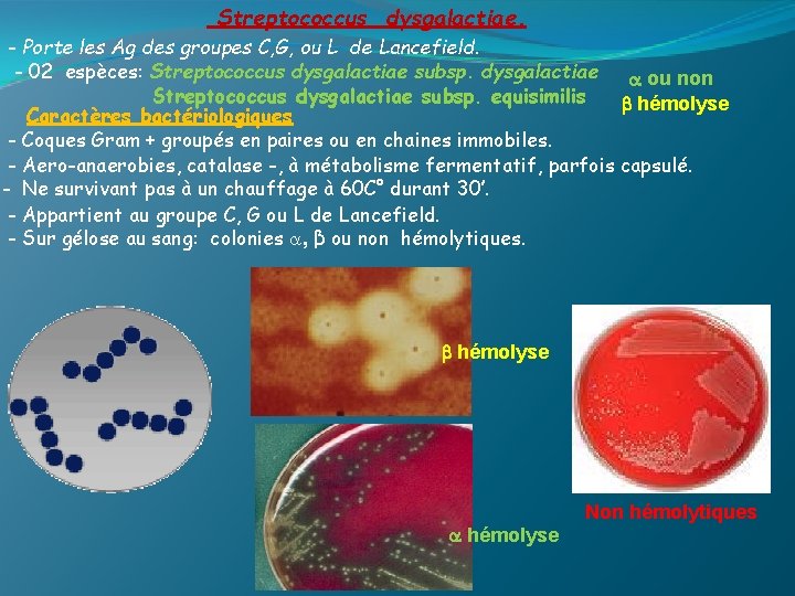 Streptococcus dysgalactiae. - Porte les Ag des groupes C, G, ou L de Lancefield.