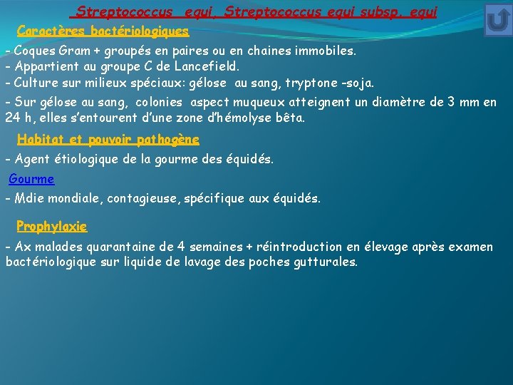 Streptococcus equi, Streptococcus equi subsp. equi Caractères bactériologiques - Coques Gram + groupés en