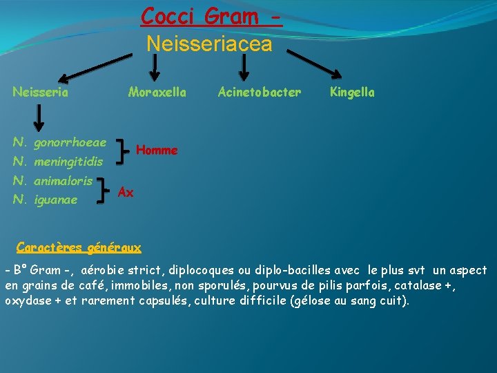 Cocci Gram Neisseriacea Neisseria Moraxella N. gonorrhoeae N. iguanae Kingella Homme N. meningitidis N.