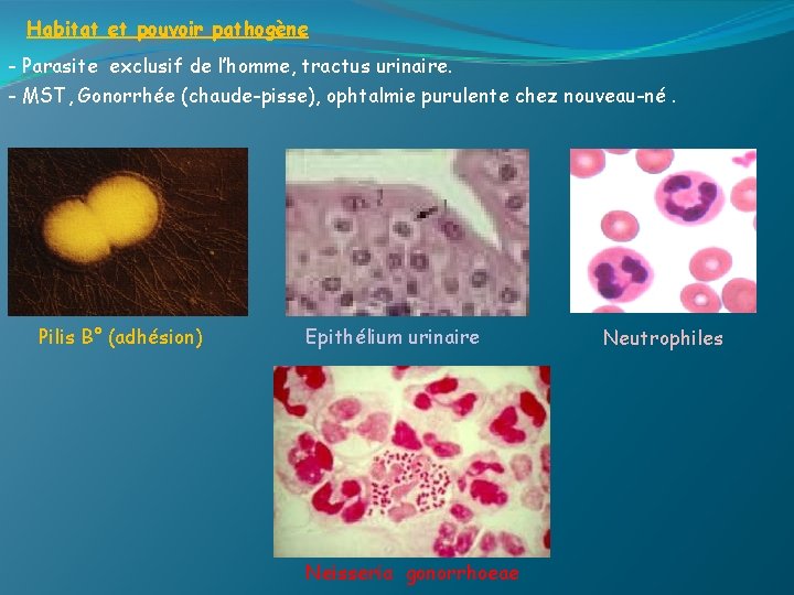 Habitat et pouvoir pathogène - Parasite exclusif de l’homme, tractus urinaire. - MST, Gonorrhée