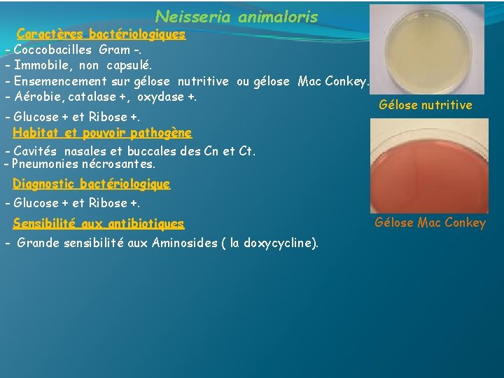 Neisseria animaloris Caractères bactériologiques - Coccobacilles Gram -. - Immobile, non capsulé. - Ensemencement