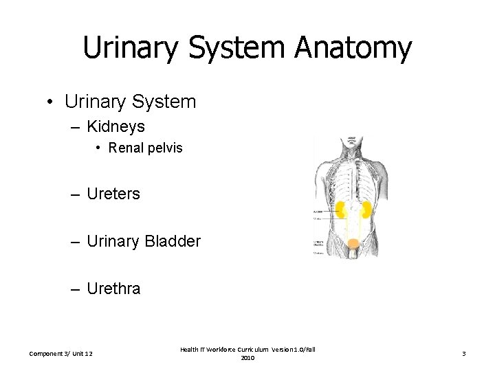 Urinary System Anatomy • Urinary System – Kidneys • Renal pelvis – Ureters –