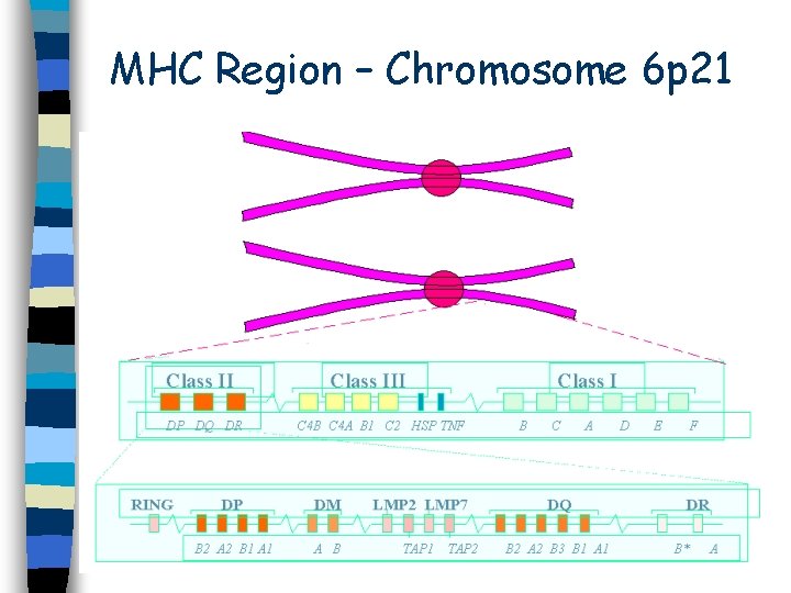 MHC Region – Chromosome 6 p 21 