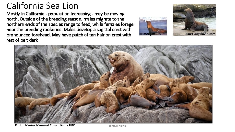 California Sea Lion Mostly in California - population increasing - may be moving north.