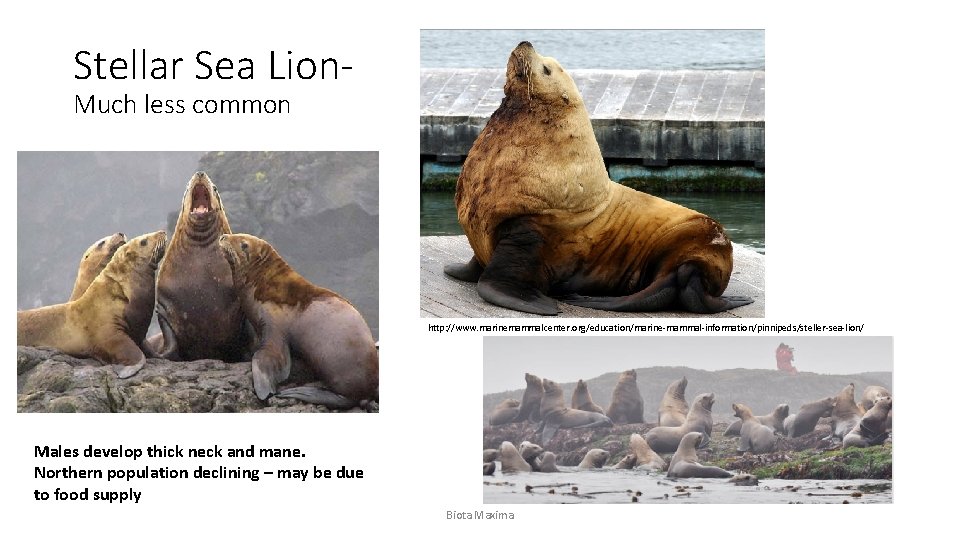 Stellar Sea Lion. Much less common http: //www. marinemammalcenter. org/education/marine-mammal-information/pinnipeds/steller-sea-lion/ Males develop thick neck